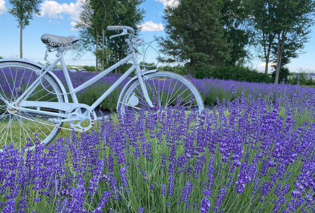 Grand Turkuaz Hotel - Görsel 50