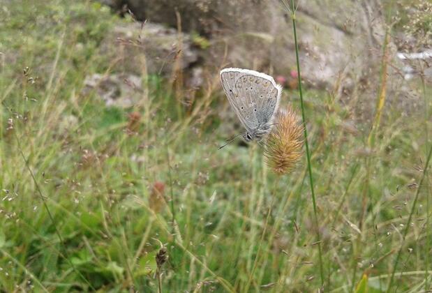 Baba Ahmet Apart Pansiyon & Restaurant - Görsel 20