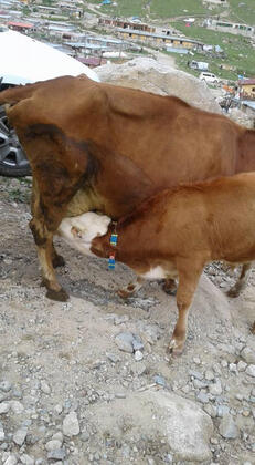 Baba Ahmet Apart Pansiyon & Restaurant - Görsel 9