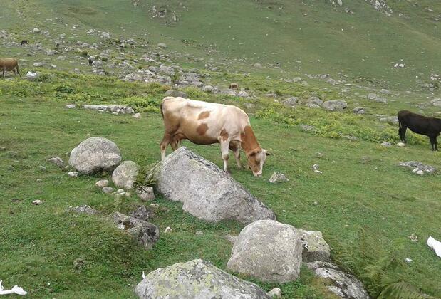 Baba Ahmet Apart Pansiyon & Restaurant - Görsel 27