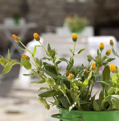 Alaçatı Taş Otel - Görsel 50