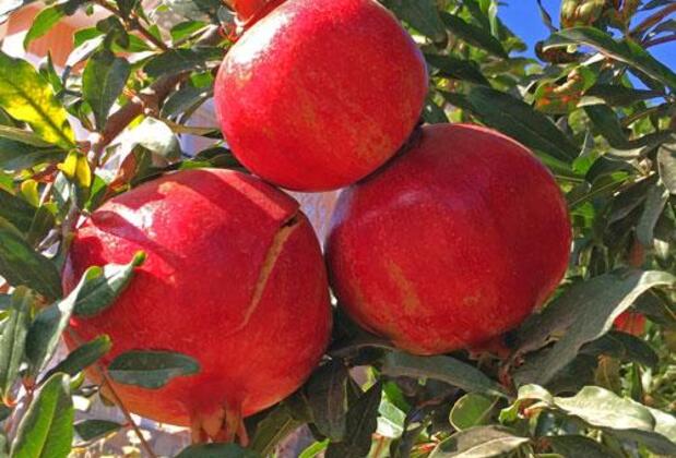 Paradise Otel Cafe Restaurant - Görsel 36