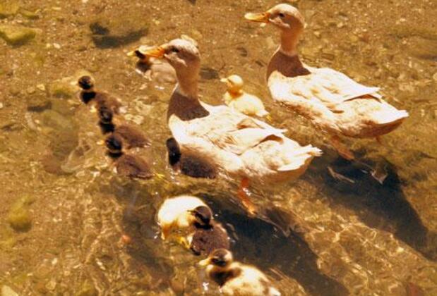 Paradise Otel Cafe Restaurant - Görsel 13