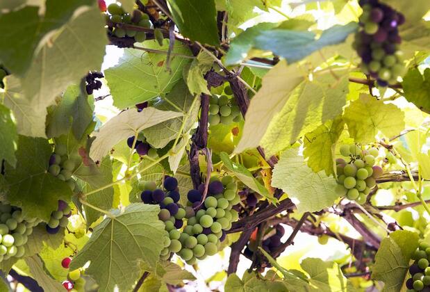 Faralya Botanica Hotel - Görsel 31