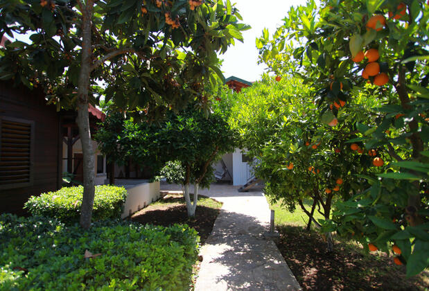 Çıralı Rüya Pansiyon - Görsel 29