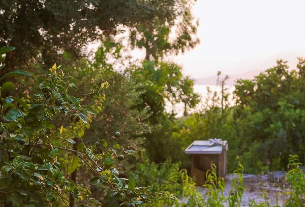 Kaktüs Çakıl - Görsel 8