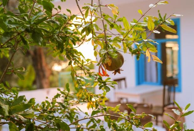 Kaktüs Çakıl - Görsel 15