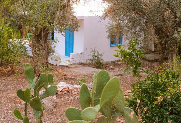 Kaktüs Çakıl - Görsel 14