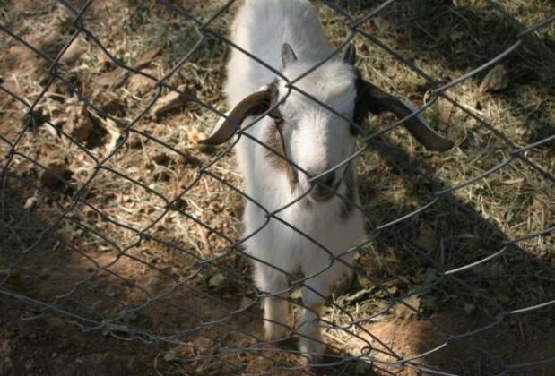 Doğa Şara Butik Hotel - Görsel 33