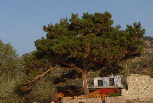 Kumbağ Otel - Görsel 8