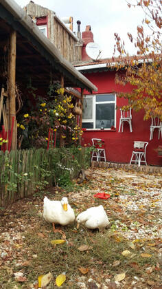 Eylül Kır Evi - Görsel 16