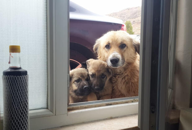 Eylül Kır Evi - Görsel 34