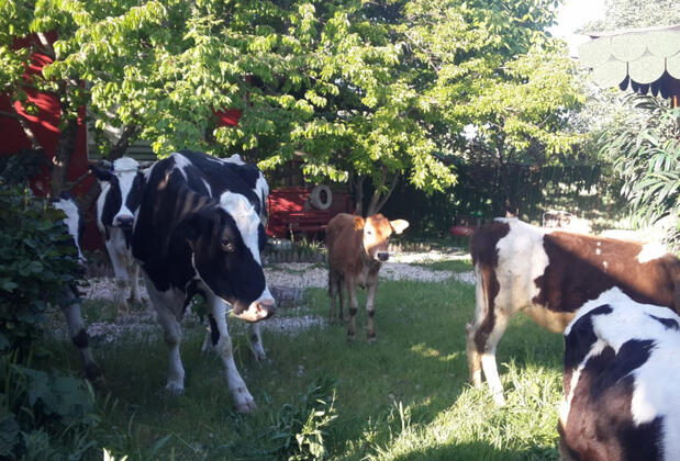 Eylül Kır Evi - Görsel 35