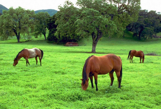 Aytaç Termal Otel - Görsel 9