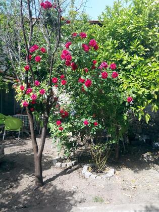 Pergamon Pansiyon - Görsel 21