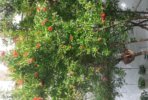 Pergamon Pansiyon - Görsel 10