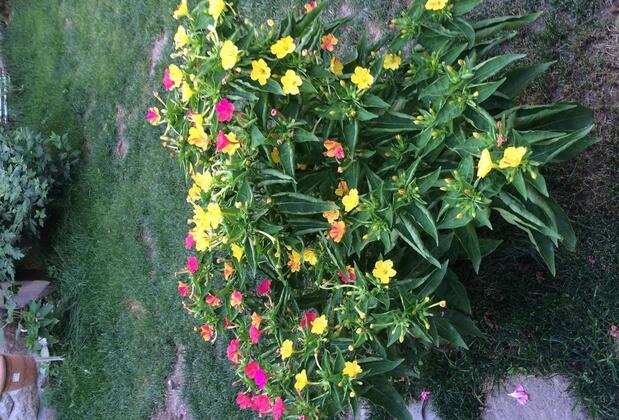 Pergamon Pansiyon - Görsel 31