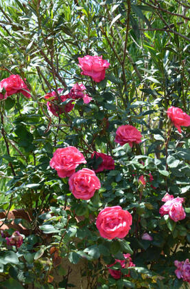 Villa Kayra - Görsel 19