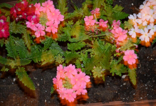 Villa Kayra - Görsel 31