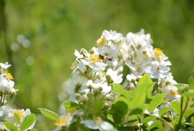 Villa Kayra - Görsel 4