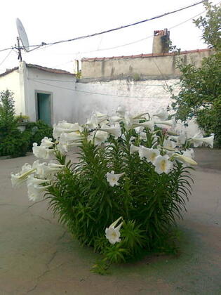 Bedriye Hanım Konağı Guest House - Görsel 3