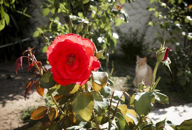 Orion Hotel - Görsel 19