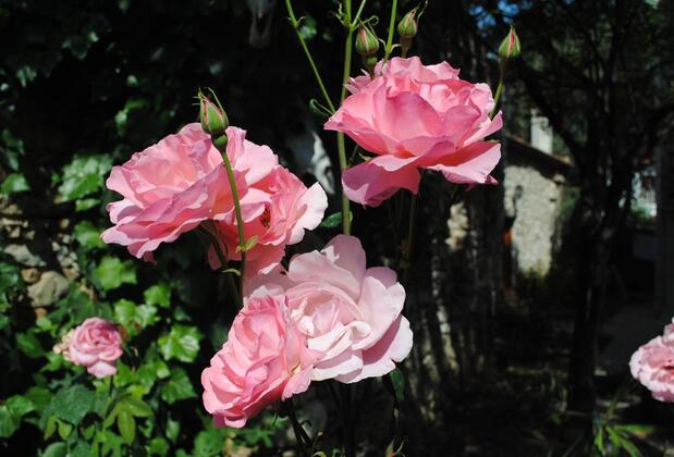 Eski Datça Evleri - Görsel 11