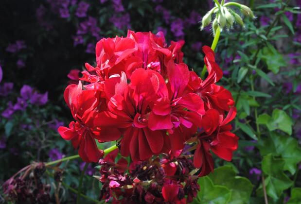 Eski Datça Evleri - Görsel 26