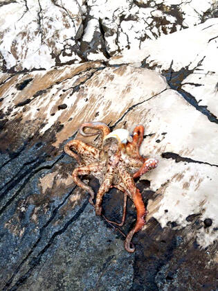 Aktaş Beach Camping - Görsel 32