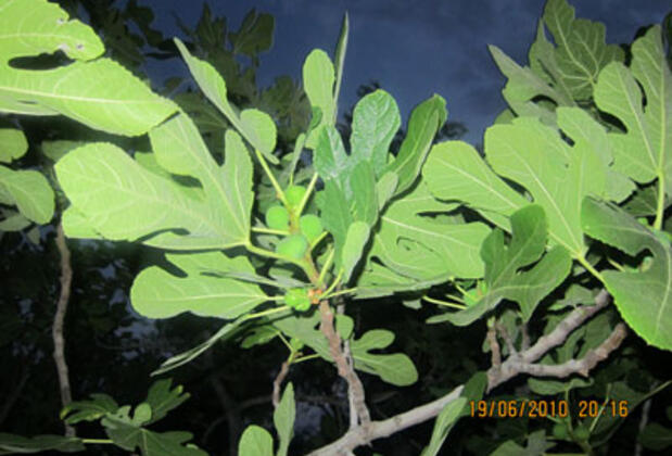 Maviş Butik Otel - Görsel 25