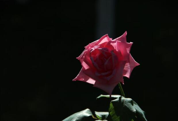 Maviş Butik Otel - Görsel 23