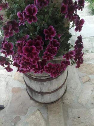 Dolphin Apart Otel (Gökçeada) - Görsel 21