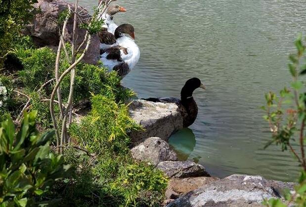 Obasya Yunt Dağı Türkmen Obası - Görsel 25