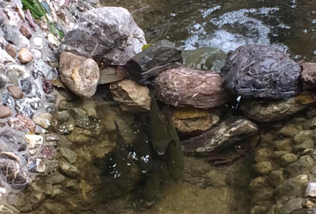 NeSS Abant Butik Otel ve Restoran - Görsel 4