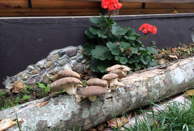 NeSS Abant Butik Otel ve Restoran - Görsel 11