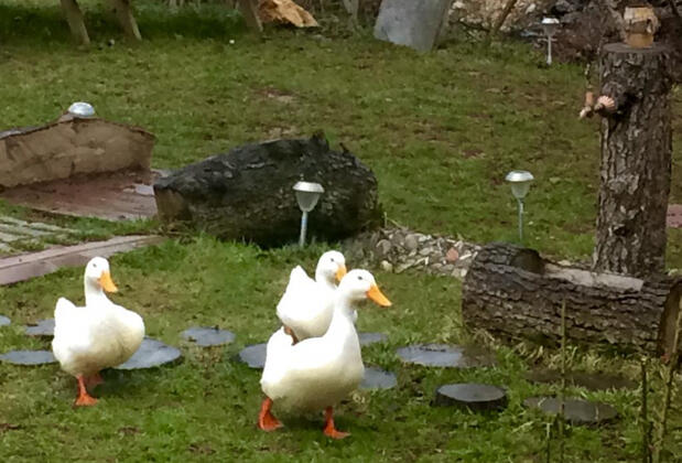 NeSS Abant Butik Otel ve Restoran - Görsel 25