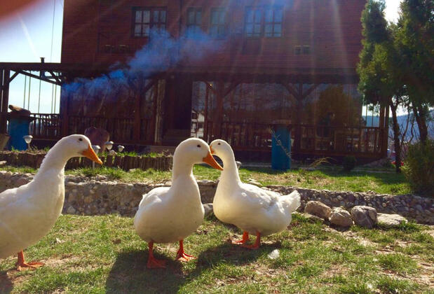 NeSS Abant Butik Otel ve Restoran - Görsel 37