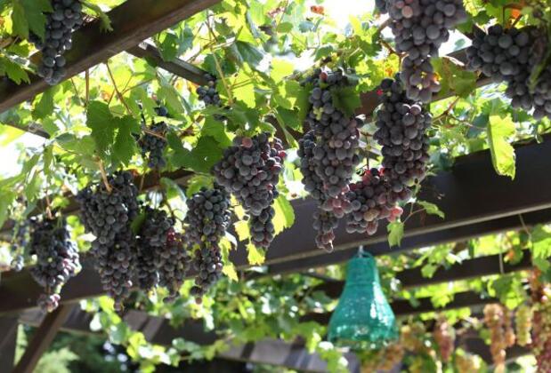 Pelazzi Çiftliği - Görsel 14