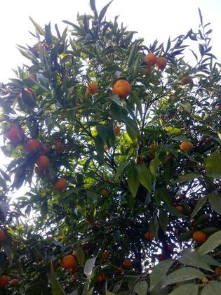 Cennet Pansiyon Kekova - Görsel 15