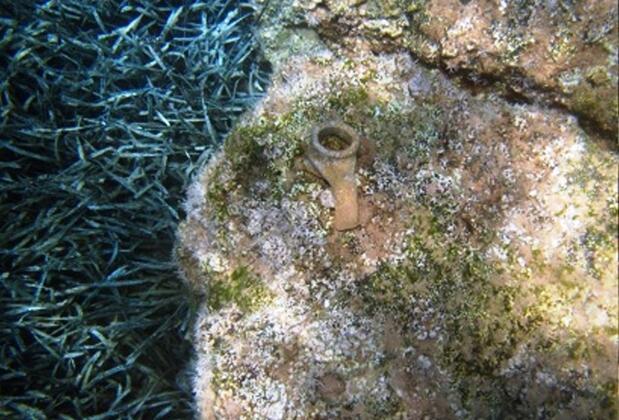 The Purple House - Görsel 15