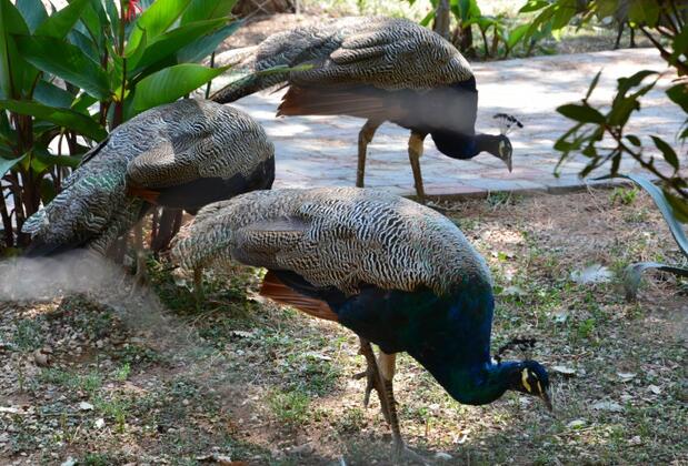 Kayaköy Pansiyon - Görsel 31
