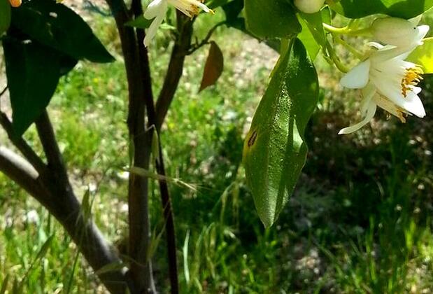 İztuzu Seaview Villa - Görsel 22