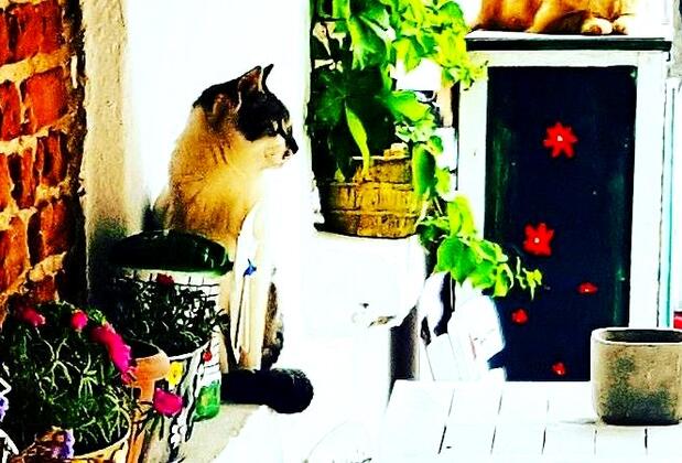 Bozcaada Butik Pansiyon - Görsel 13