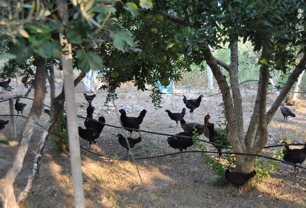 Güney Termal Otel & SPA - Görsel 21