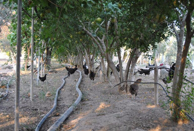 Güney Termal Otel & SPA - Görsel 30