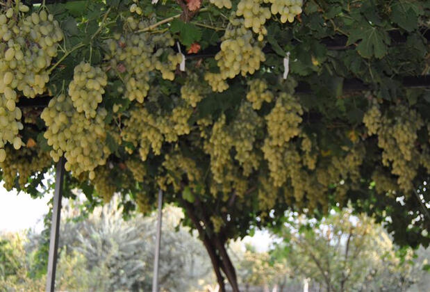 Güney Termal Otel & SPA - Görsel 13