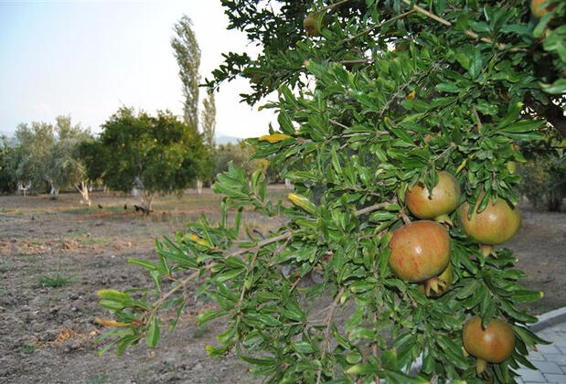 Güney Termal Otel & SPA - Görsel 14