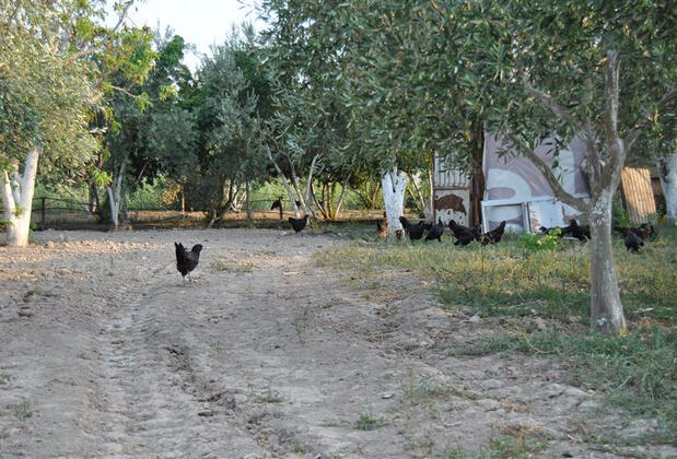 Güney Termal Otel & SPA - Görsel 38