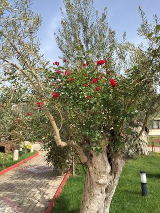 Papazlıkhan Beach Otel - Görsel 13