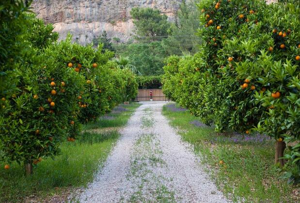 Ekinoks Hotel Çıralı - Görsel 16